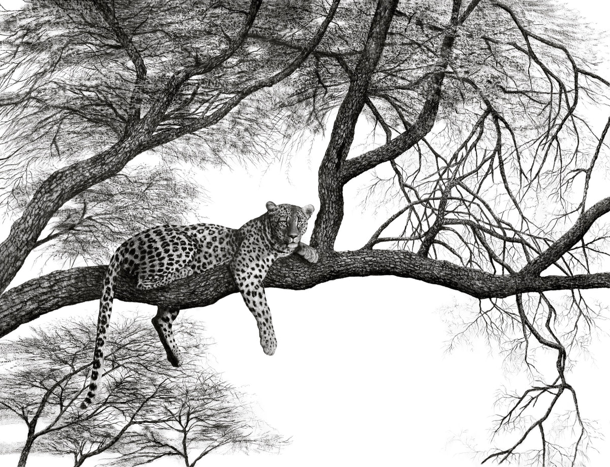 Leopard on Acacia Branch – Ashleigh Olsen Fine Art