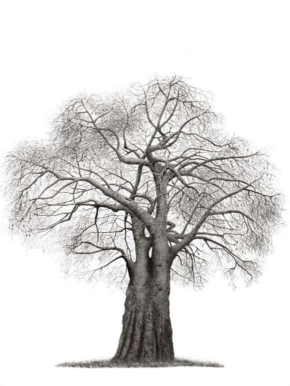 Trees of Africa Collection Banner Image